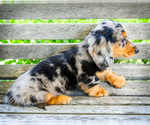 Small #8 Dachshund