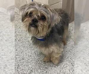 Mutt Dogs for adoption in Conroe, TX, USA