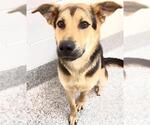 Small #1 German Shepherd Dog