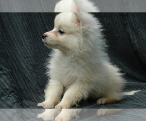 American Eskimo Dog Puppy for sale in CLOVER, VA, USA