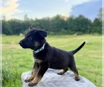 Small #6 German Shepherd Dog