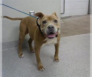 American Pit Bull Terrier-Unknown Mix Dogs for adoption in Pasadena, TX, USA
