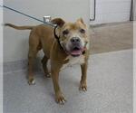 Small American Pit Bull Terrier Mix