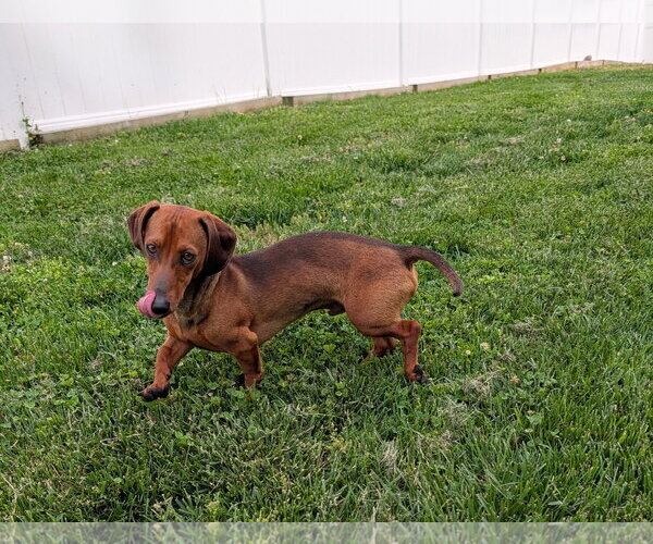 Medium Photo #4 Dachshund Puppy For Sale in Shelbyville, TN, USA