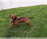 Small #3 Dachshund