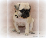 Small Photo #47 Pug Puppy For Sale in WINNSBORO, TX, USA