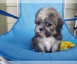 Small Photo #6 Mal-Shi Puppy For Sale in SANTA CLARITA, CA, USA