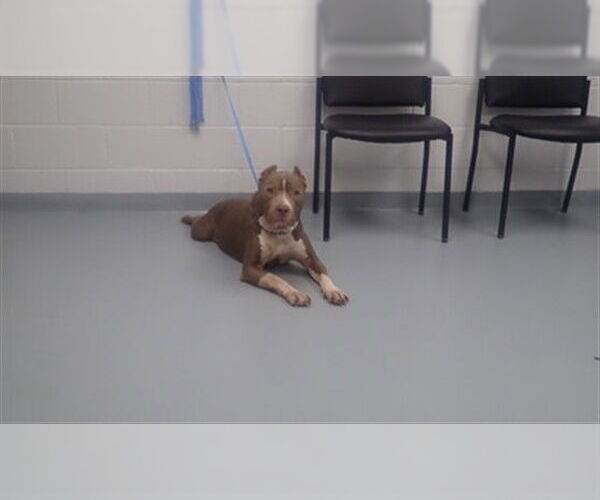 Medium Photo #1 Mutt Puppy For Sale in St. Cloud, FL, USA