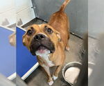Small Black Mouth Cur