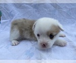 Small Photo #4 Pembroke Welsh Corgi Puppy For Sale in INDEPENDENCE, MO, USA