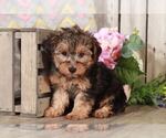 Small YorkiePoo