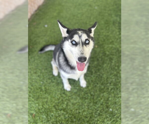 Medium Photo #1 Siberian Husky Puppy For Sale in Chula Vista, CA, USA