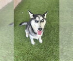 Small Siberian Husky