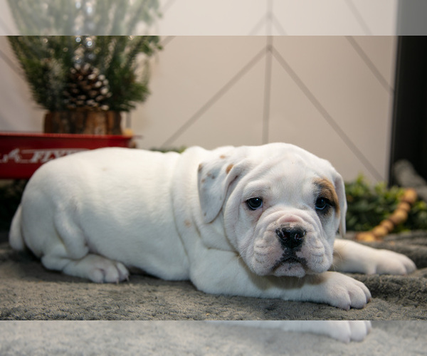 Medium Photo #3 Beabull Puppy For Sale in FRESNO, OH, USA