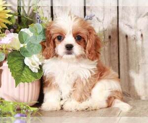 Cava-Tzu Puppy for sale in MOUNT VERNON, OH, USA