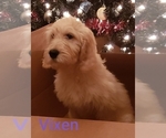Small Photo #9 Goldendoodle Puppy For Sale in EAST POINT, GA, USA
