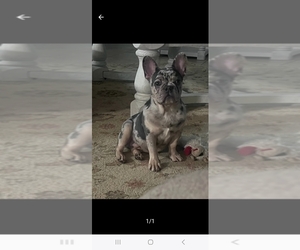 French Bulldog Puppy for sale in FORT WORTH, TX, USA