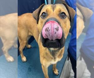 Black Mouth Cur-Unknown Mix Dogs for adoption in Mobile, AL, USA
