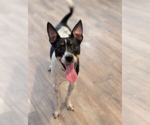 Rat Terrier-Unknown Mix Dogs for adoption in Oakhurst, NJ, USA