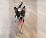 Small Rat Terrier Mix