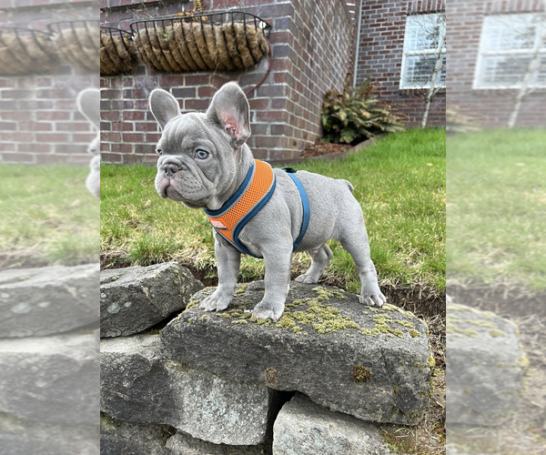 Medium Photo #5 French Bulldog Puppy For Sale in CARVER, OR, USA