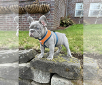 Small Photo #5 French Bulldog Puppy For Sale in CARVER, OR, USA