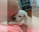 Small Photo #6 Bichon Frise Puppy For Sale in NORTH BRANCH, MN, USA