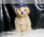 Puppy Bronco F1 Maltipoo