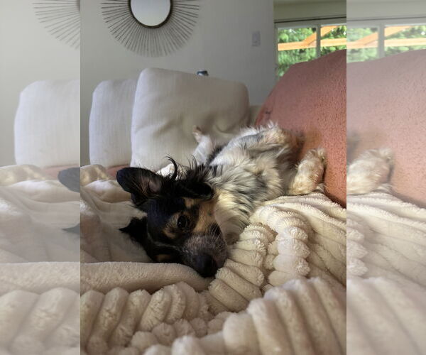 Medium Photo #4 Spaniel-Unknown Mix Puppy For Sale in Bellevue, WA, USA