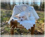 Small Photo #7 Havachon Puppy For Sale in NIANGUA, MO, USA