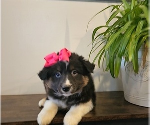 Australian Shepherd Puppy for sale in INDIANAPOLIS, IN, USA