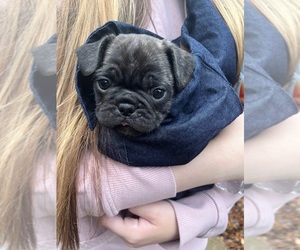 Frenchie Pug Puppy for sale in RALEIGH, NC, USA