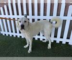 Small Great Pyrenees
