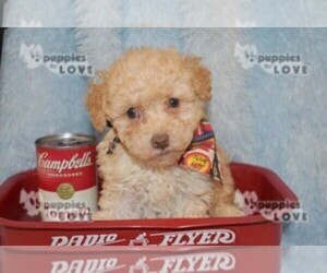 Poodle (Toy) Puppy for sale in SANGER, TX, USA