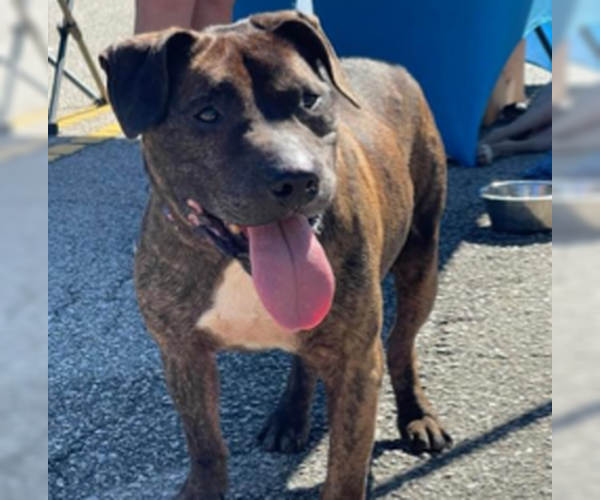 Medium Photo #1 American Pit Bull Terrier-Labrador Retriever Mix Puppy For Sale in Brewster, NY, USA