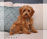 Small #2 Cavapoo (Miniature)