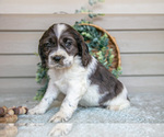 Puppy Poppy Cocker Spaniel