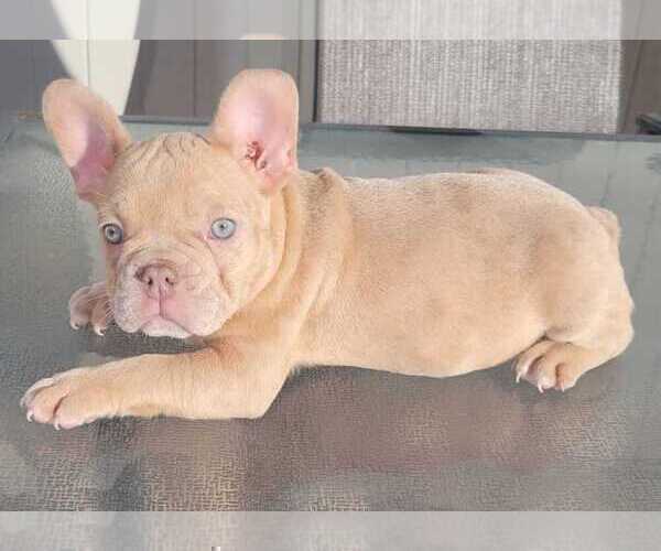 Medium Photo #8 French Bulldog Puppy For Sale in RANCHO PALOS VERDES, CA, USA
