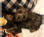 Small Photo #32 YorkiePoo Puppy For Sale in SEYMOUR, IN, USA