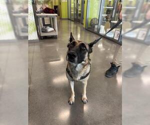 German Shepherd Dog Dogs for adoption in San Martin, CA, USA