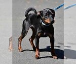 Small Photo #4 Dachshund Puppy For Sale in Vernonia, OR, USA