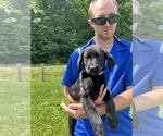 Image preview for Ad Listing. Nickname: AKC black Lab