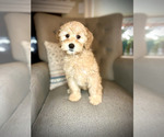 Small Photo #3 Australian Labradoodle Puppy For Sale in BRUSH PRAIRIE, WA, USA