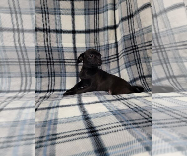 Medium Photo #4 Chug Puppy For Sale in Lincolnwood, IL, USA