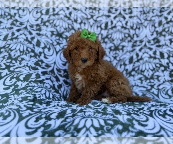 Medium Photo #1 Cavapoo (Miniature) Puppy For Sale in LAKELAND, FL, USA