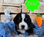 Small Photo #5 Bernese Mountain Dog Puppy For Sale in BRANSON, MO, USA