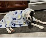 Small American Pit Bull Terrier-Border Collie Mix