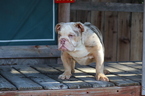 Small Photo #13 English Bulldog Puppy For Sale in LOS ANGELES, CA, USA