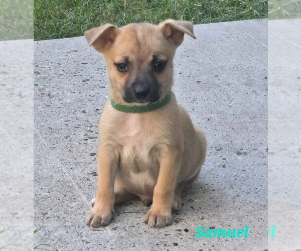 Medium Photo #2 Chihuahua-Unknown Mix Puppy For Sale in Lakewood, CO, USA