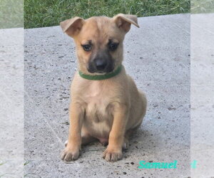 Samuel - Male Chihuahua-Unknown Mix Dog for Adoption - Photo #2